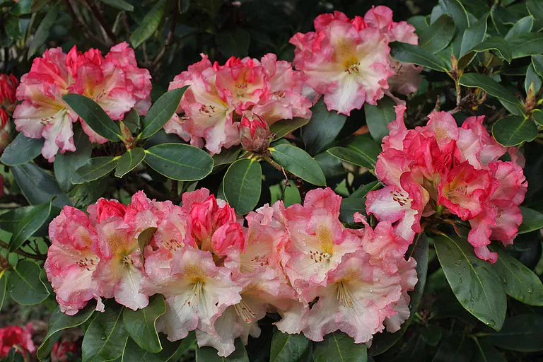 Photo of R. 'Rwain', Rhododendron Hybrid