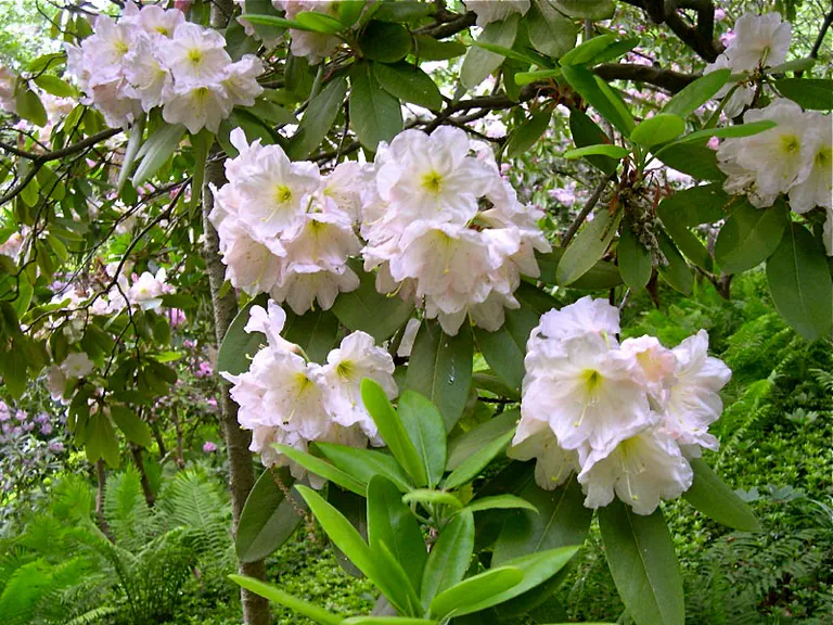Photo of R. 'Glenolden', Rhododendron Hybrid