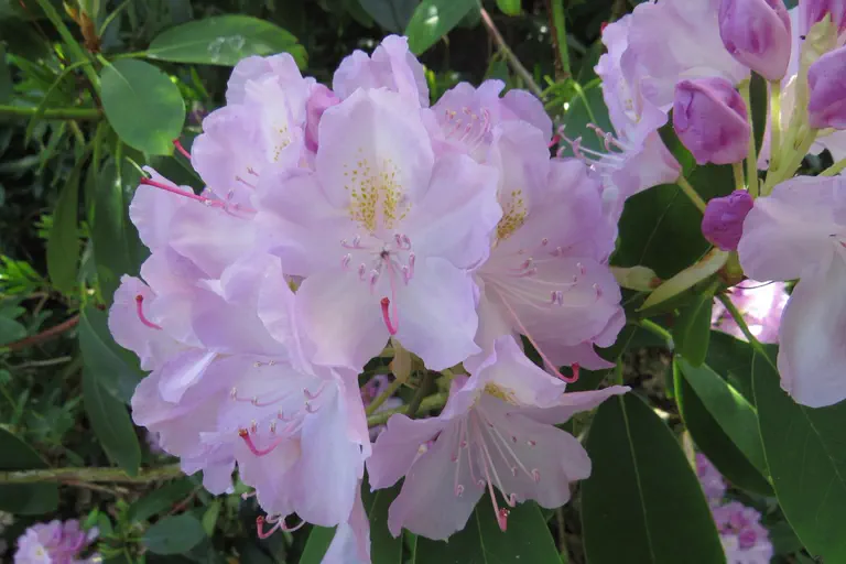 Photo of R. 'Gloriosum', Rhododendron Hybrid