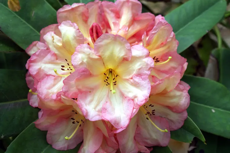 Photo of R. 'Glowlight', Rhododendron Hybrid