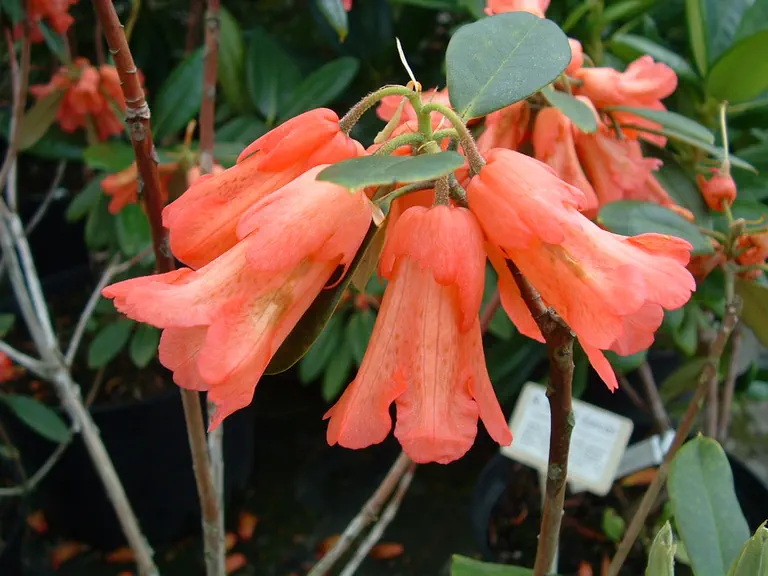 Photo of R. 'Goblin', Rhododendron Hybrid