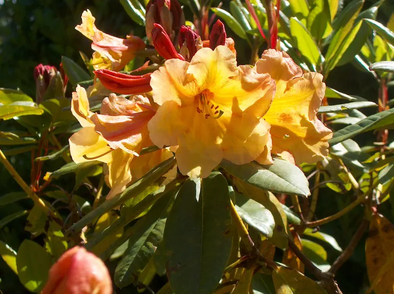 Photo of R. 'Golden Boy', Rhododendron Hybrid