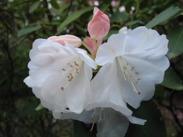 Photo of R. 'Olympic Lady Group', Rhododendron Cultivar group
