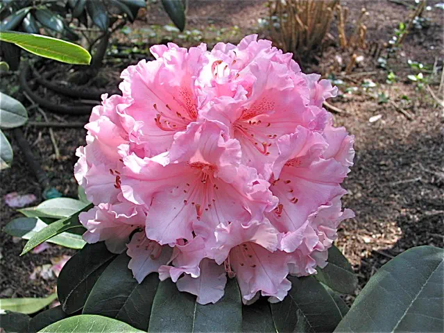 Photo of R. 'Always April', Rhododendron Hybrid