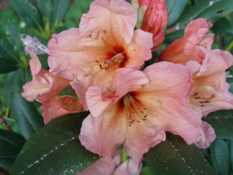 Photo of R. 'Apricot Nectar', Rhododendron Hybrid
