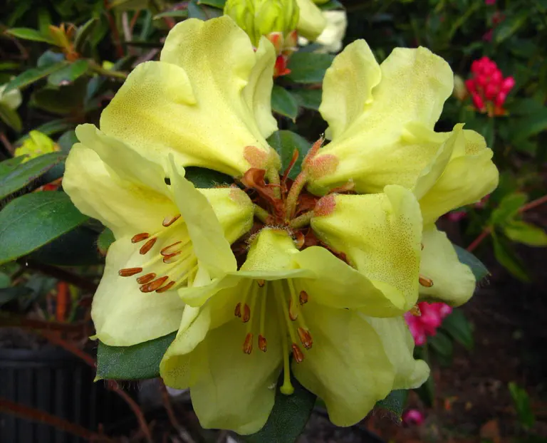 Photo of R. 'Saffron Meadow', Rhododendron Hybrid