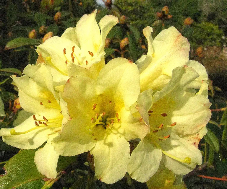 Photo of R. 'Saffron Queen', Rhododendron Hybrid