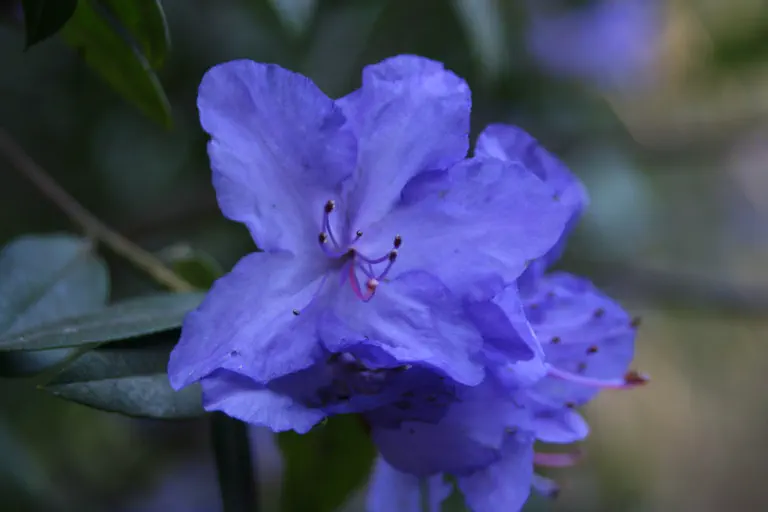 Photo of R. 'Saint Breward', Rhododendron Hybrid