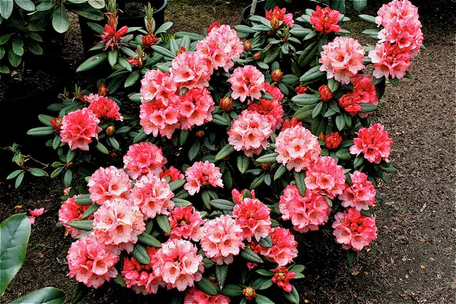 Photo of R. 'Cinnarose', Rhododendron Hybrid