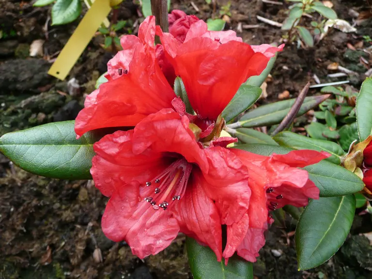 Photo of R. 'Hill's Low Red', Rhododendron Hybrid