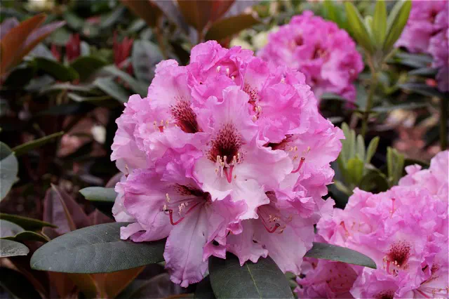 Photo of R. 'Claret Mist', Rhododendron Hybrid