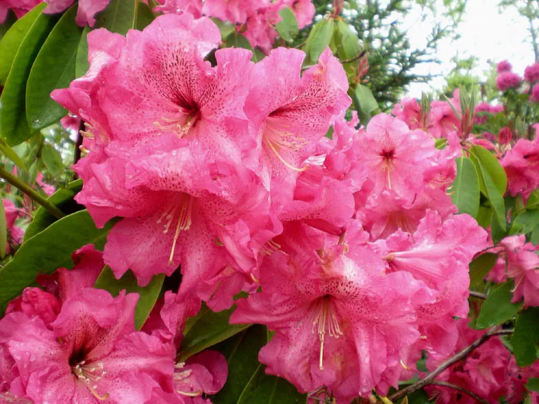 Photo of R. 'Dexter's Giant Red', Rhododendron Hybrid