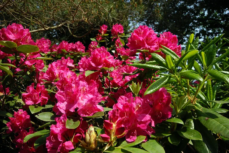 Photo of R. 'C.S. Sargent', Rhododendron Hybrid