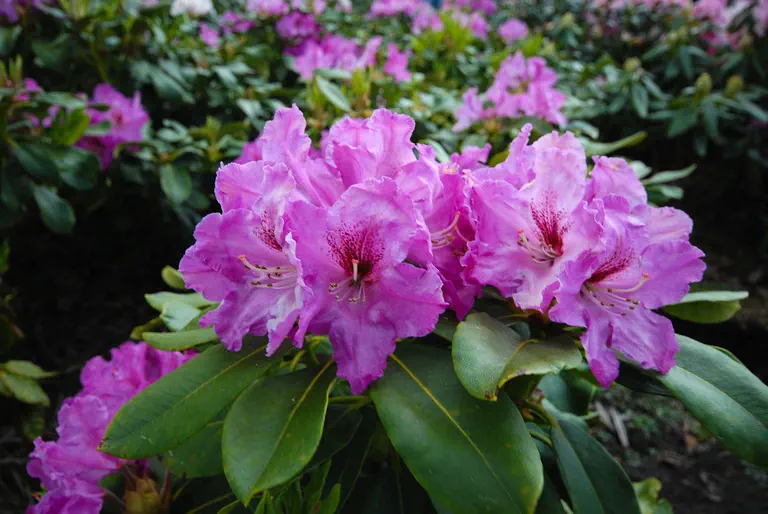Photo of R. 'Milan', Rhododendron Hybrid