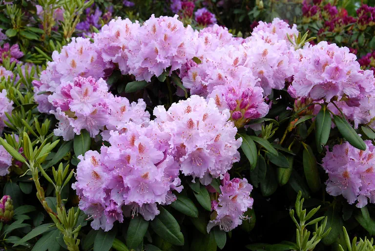 Photo of R. 'Farnese', Rhododendron Hybrid