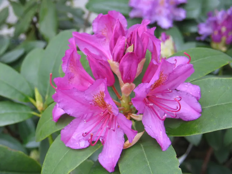 Photo of R. 'Delta', Rhododendron Hybrid