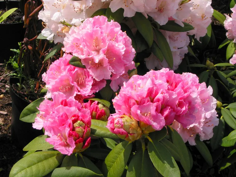 Photo of R. 'Frühlingsanfang', Rhododendron Hybrid