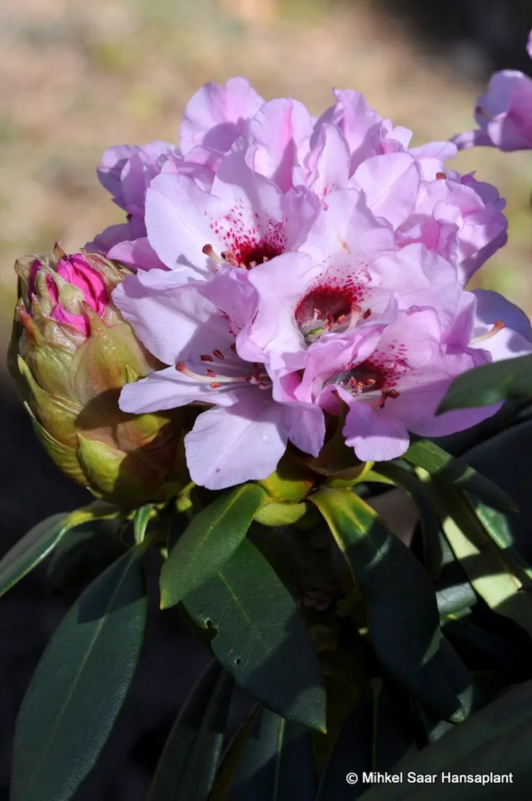 Photo of R. 'Frühlingsbeginn', Rhododendron Hybrid