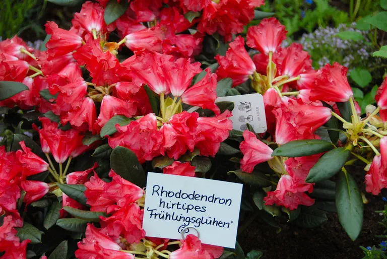 Photo of R. 'Frühlingsglühen', Rhododendron Hybrid
