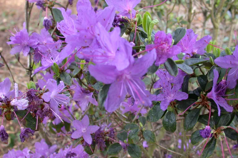 Photo of R. 'Saint Minver', Rhododendron Hybrid