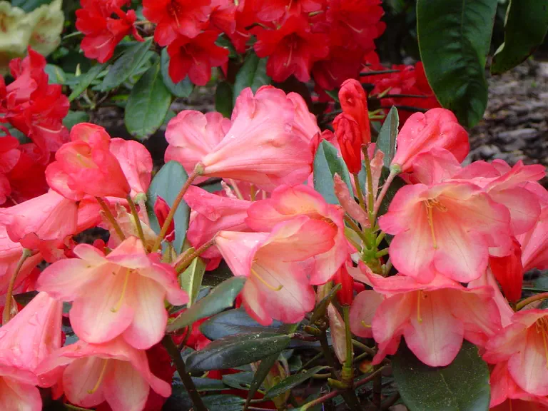 Photo of R. 'Barbarella', Rhododendron Hybrid