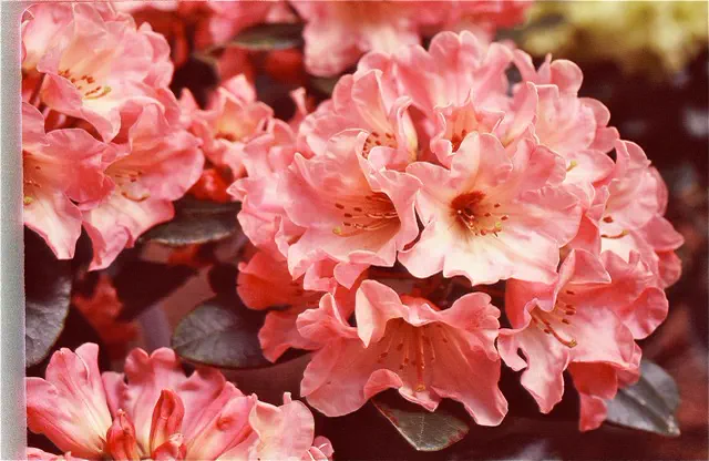 Photo of R. 'Jessie's Song', Rhododendron Hybrid