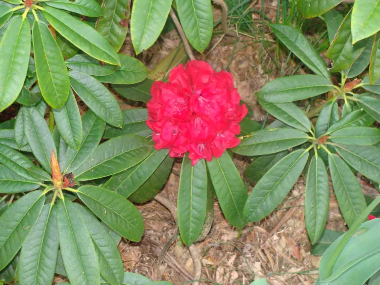 Photo of R. 'Harold Amateis', Rhododendron Hybrid