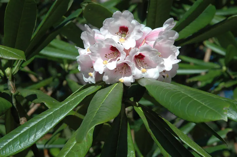 Photo of R. 'calophytum x sutchuense', Rhododendron Hybrid