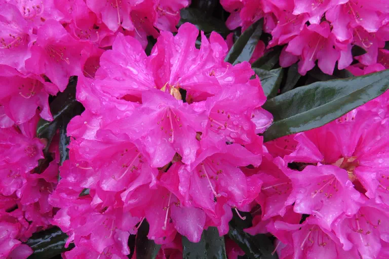 Photo of R. 'Rosa Perle', Rhododendron Hybrid