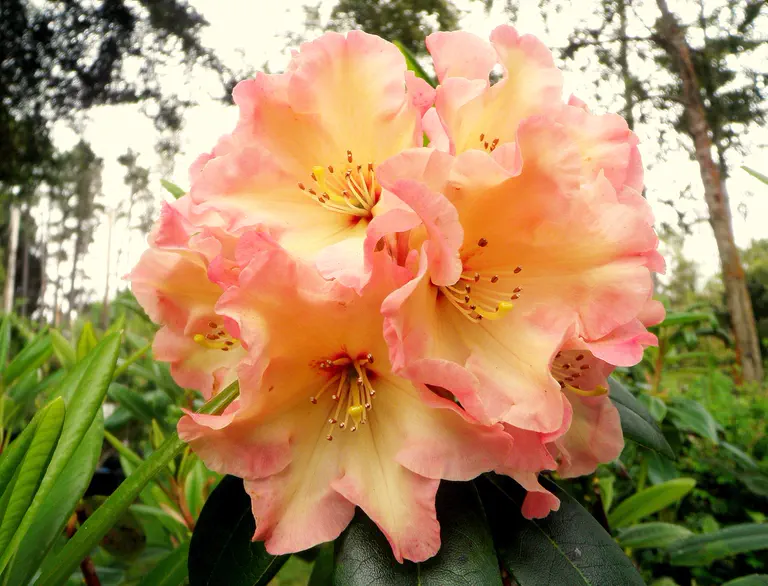 Photo of R. 'Peach Charm', Rhododendron Hybrid