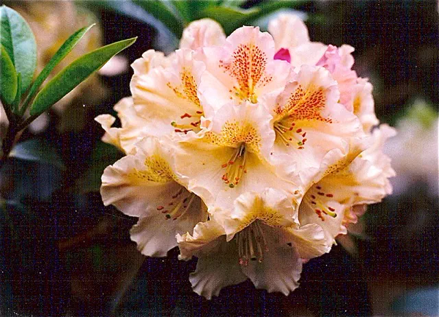 Photo of R. 'First Touch', Rhododendron Hybrid