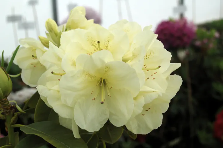 Photo of R. 'Delp's Stardust', Rhododendron Hybrid