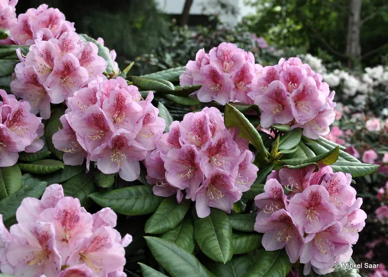 Photo of R. 'Ronald Otto Delp', Rhododendron Hybrid