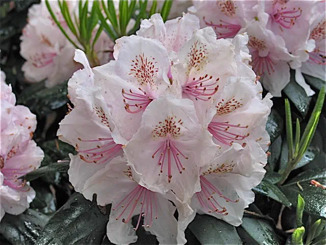 Photo of R. 'Morning Dew', Rhododendron Hybrid