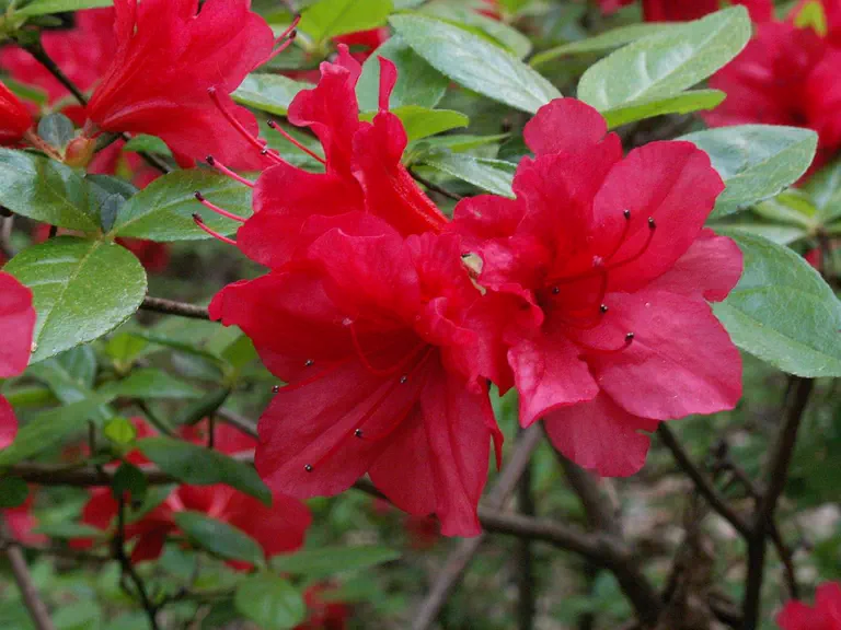 Photo of R. 'Delp's Campfire', Rhododendron Hybrid