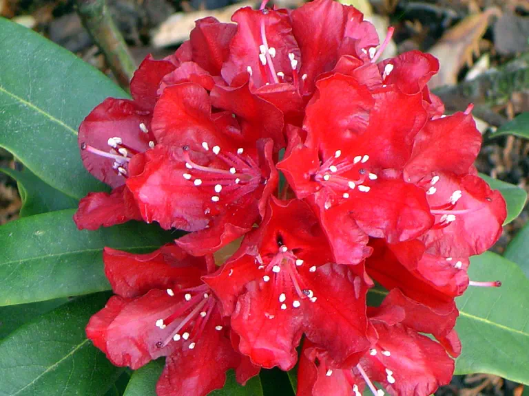 Photo of R. 'Sammetglut', Rhododendron Hybrid