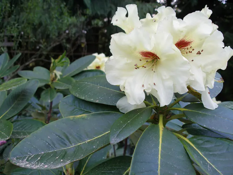 Photo of R. 'Eunie', Rhododendron Hybrid