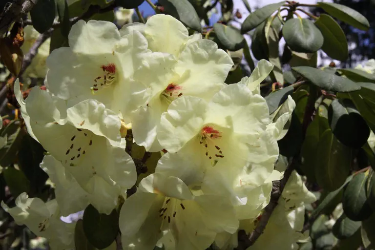 Photo of R. 'Sierra del Oro', Rhododendron Hybrid