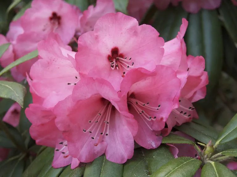 Photo of R. 'Cinquero', Rhododendron Hybrid