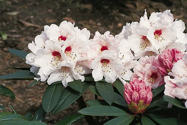 Photo of R. 'Osterschnee', Rhododendron Hybrid