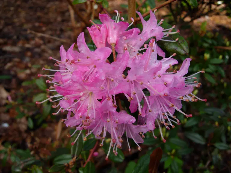 Photo of R. 'Twinkles', Rhododendron Hybrid