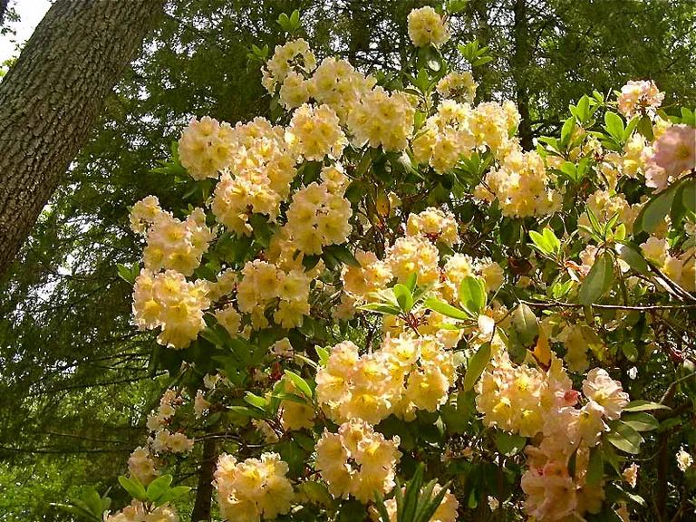 Photo of R. 'Tan', Rhododendron Hybrid