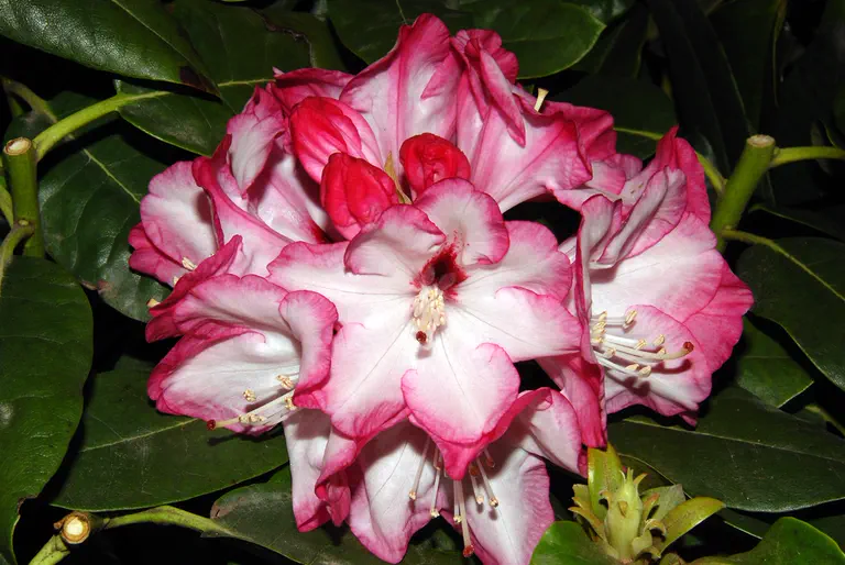 Photo of R. 'Bordüre', Rhododendron Hybrid
