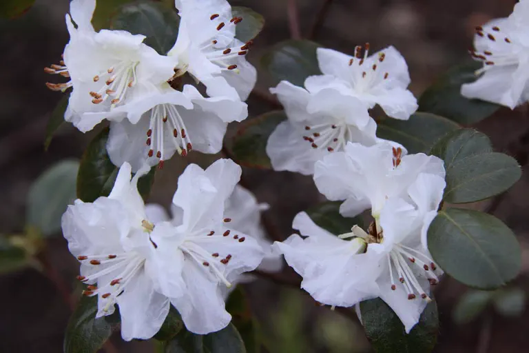 Photo of R. 'Sanderling', Rhododendron Hybrid