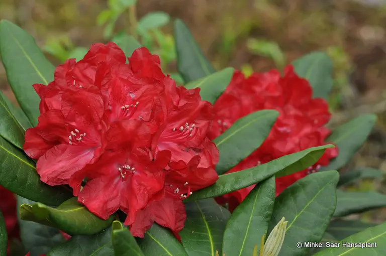 Photo of R. 'Busuki', Rhododendron Hybrid