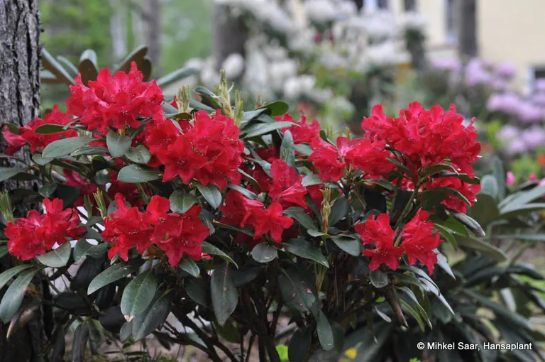 Photo of R. 'Small Wonder', Rhododendron Hybrid