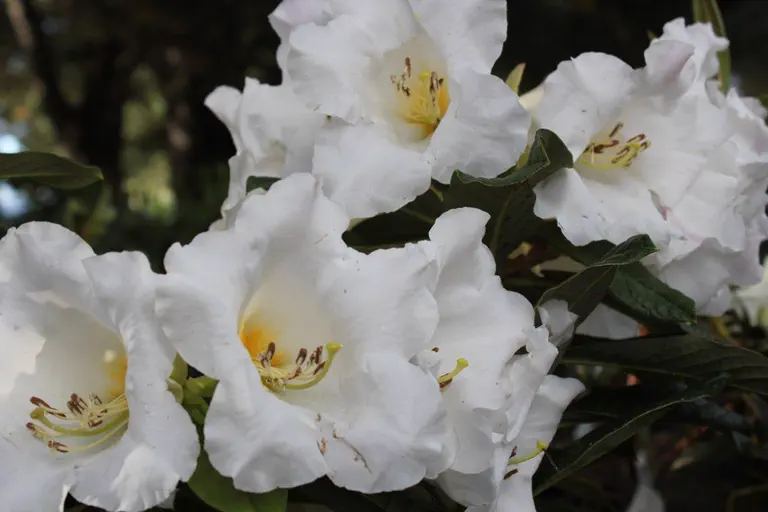 Photo of R. 'Floral Fete', Rhododendron Hybrid