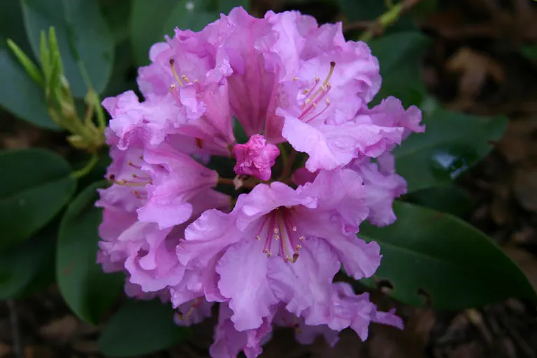 Photo of R. 'Dexter's Purple', Rhododendron Hybrid
