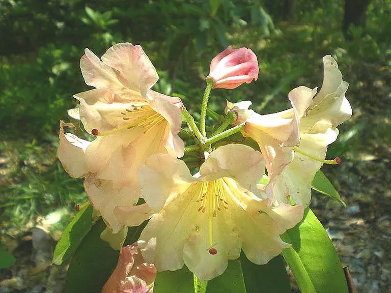 Photo of R. 'Magic Mood', Rhododendron Hybrid