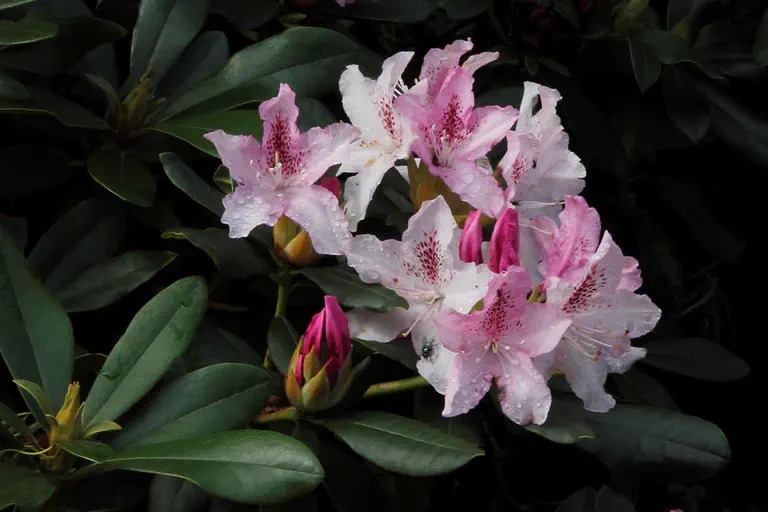 Photo of R. 'Van der Hoop', Rhododendron Hybrid